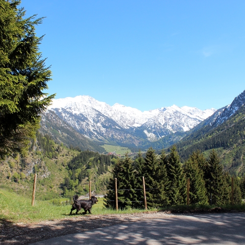 Im Mai im Allgäu (1)